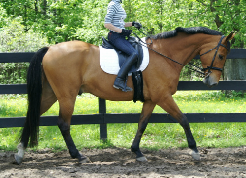 Horse Boarding Stable-Horse Training-Riding Lessons-Holly, Michigan-Eleventh Hour Farm & Equestrian Center