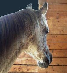 Horse Boarding Stable-Horse Training-Riding Lessons-Holly, Michigan-Eleventh Hour Farm & Equestrian Center